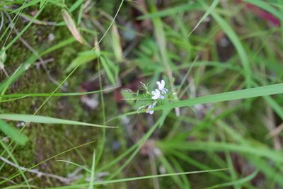 Lobelia nuttallii, photographed by Bonnie Semmling