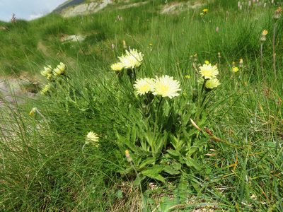 Schlagintweitia intybacea, photographed by Marco Mussita
