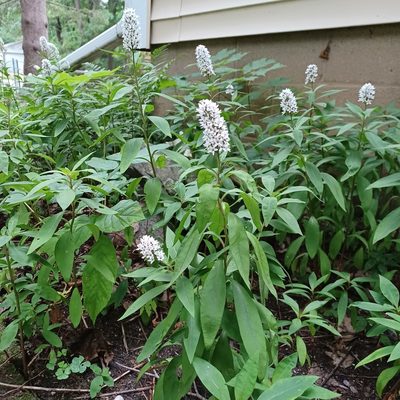 Lysimachia clethroides, photographed by witrish