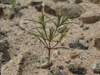 Linanthus jonesii, photographed by Jim Morefield