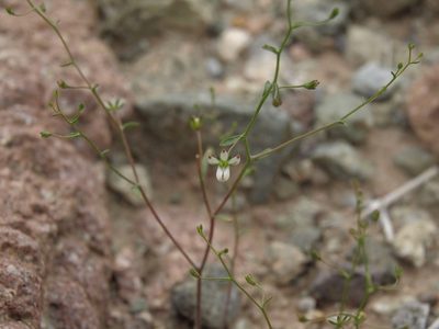 Nemacladus orientalis, photographed by Jim Morefield