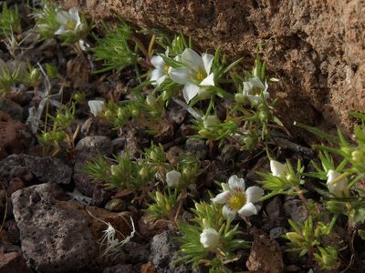 Linanthus demissus, photographed by Jim Morefield