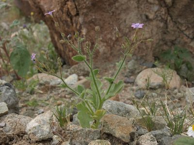 Gilia scopulorum, photographed by Jim Morefield