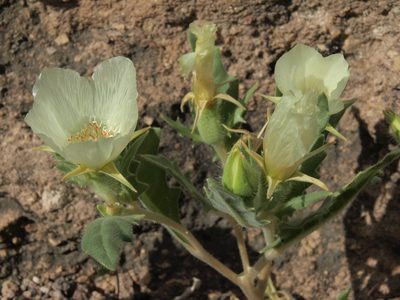 Mentzelia tricuspis, photographed by Jim Morefield