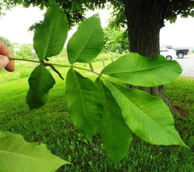 Carya laciniosa, photographed by John Ambler