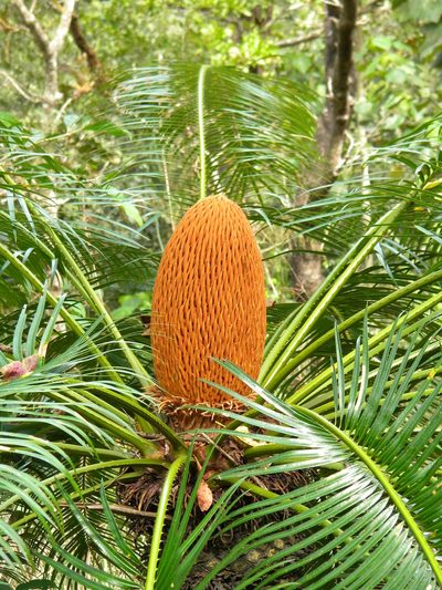 Cycas circinalis, photographed by Ansil B.R.