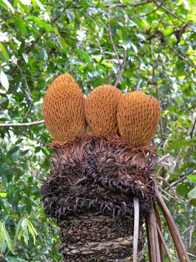 Cycas circinalis, photographed by Ansil B.R.