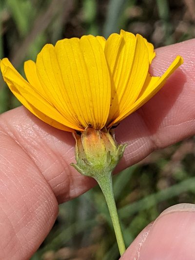 Thelesperma nuecense, photographed by Alison Northup