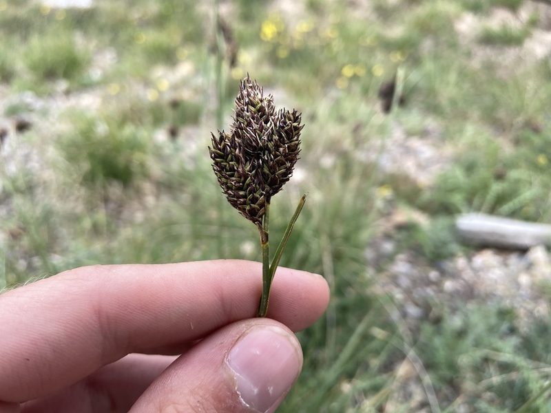 Carex chalciolepis, photographed by Reid Hardin