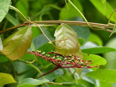 Cissus erosa, photographed by Guillaume Delaitre