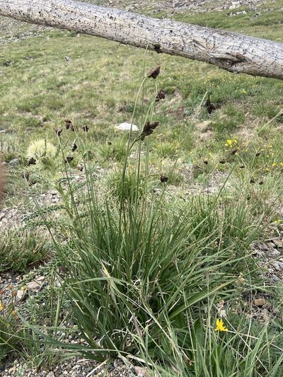 Carex chalciolepis, photographed by Reid Hardin