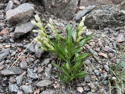 Chionophila jamesii, photographed by Reid Hardin