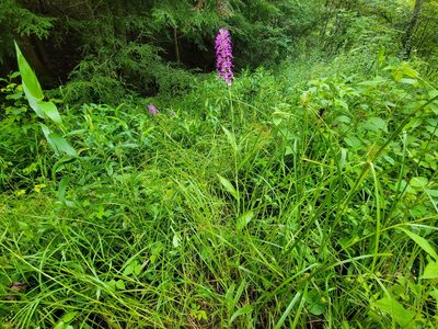 Platanthera peramoena, photographed by Elias