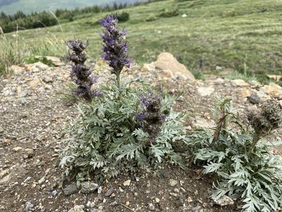 Phacelia sericea, photographed by Reid Hardin