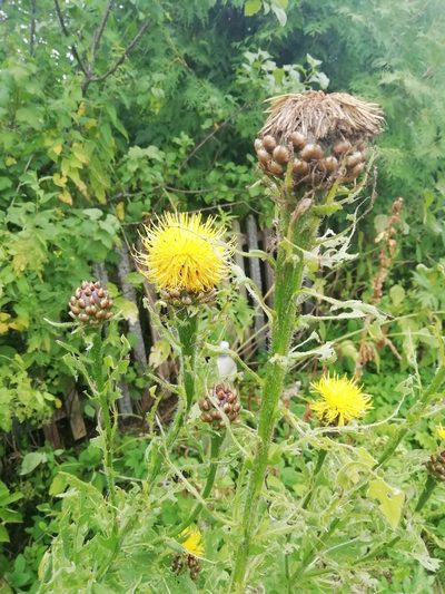 Centaurea macrocephala, photographed by Anna_Kosheleva03