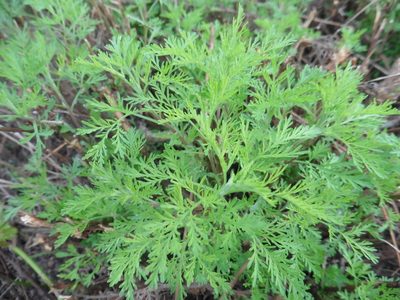 Artemisia abrotanum, photographed by Силаева Татьяна Борисовна