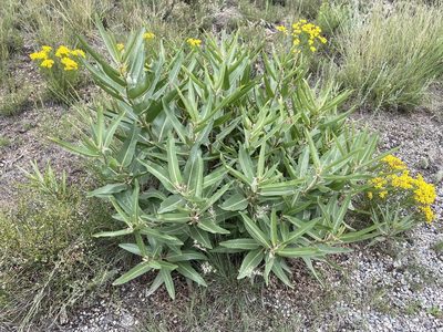 Asclepias hallii, photographed by Reid Hardin