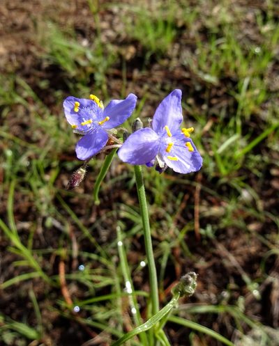 Tradescantia pinetorum, photographed by Andrew Tree