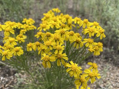 Hymenoxys richardsonii, photographed by Reid Hardin