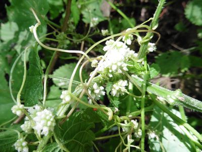 Cuscuta europaea, photographed by Силаева Татьяна Борисовна