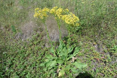 Senecio doria, photographed by Силаева Татьяна Борисовна