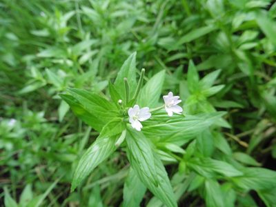 Epilobium pseudorubescens, photographed by Силаева Татьяна Борисовна