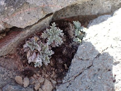 Phacelia sericea, photographed by John Brew