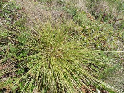 Carex spicata, photographed by Силаева Татьяна Борисовна