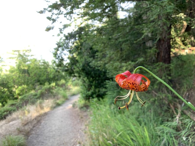 Lilium pardalinum, photographed by Andrew Lie