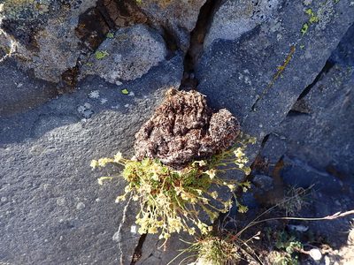 Saxifraga cespitosa, photographed by John Brew