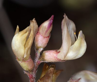 Astragalus obscurus, photographed by Steve Matson