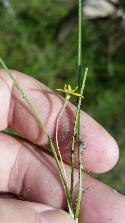 Hypoxis wrightii, photographed by Jay Horn