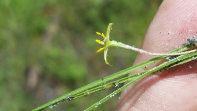 Hypoxis wrightii, photographed by Jay Horn