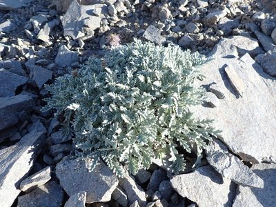 Phacelia sericea, photographed by John Brew