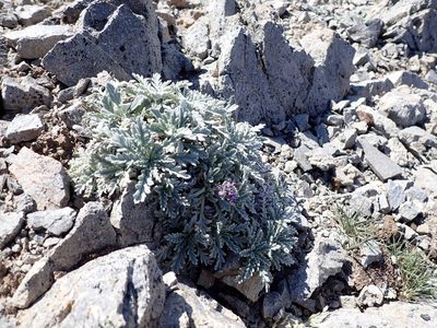Phacelia sericea, photographed by John Brew