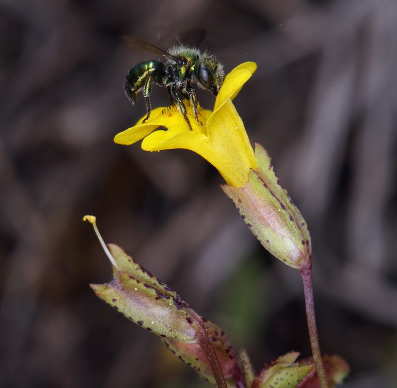 Erythranthe howaldiae, photographed by Steve Matson