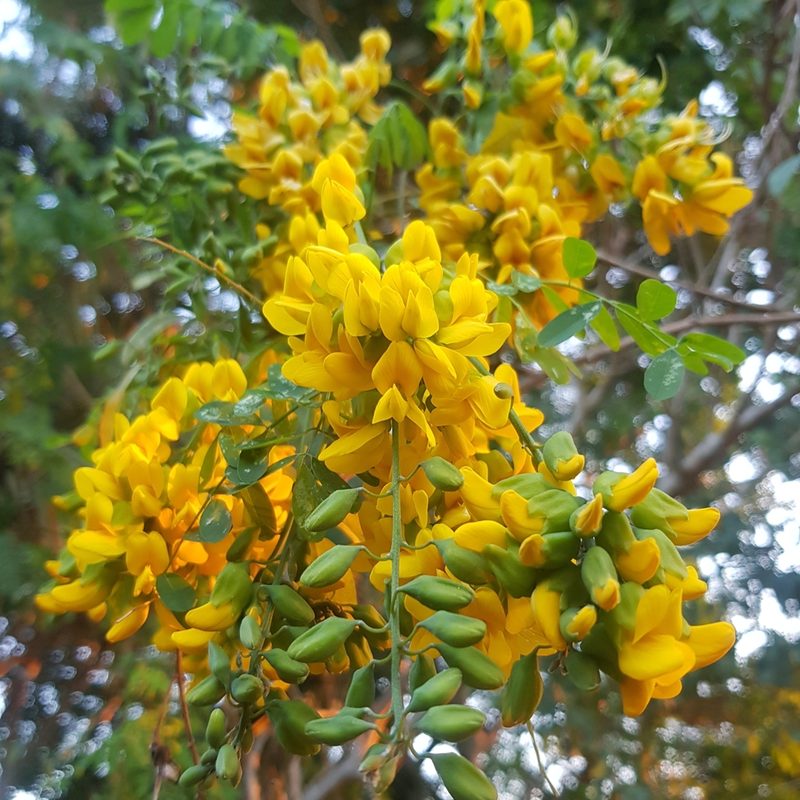 Calpurnia aurea, photographed by Margaret Burger