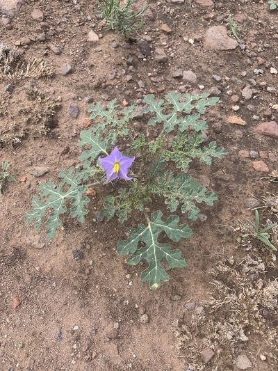 Solanum citrullifolium, photographed by Chris (CP) and Pamela (PP) Pipes