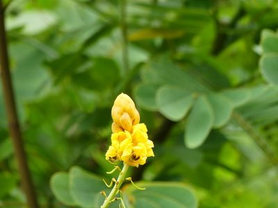Senna reticulata, photographed by Guillaume Delaitre