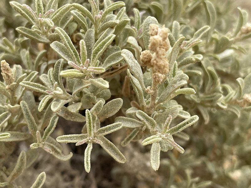 Atriplex corrugata, photographed by Bobby McCabe