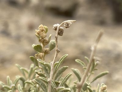 Atriplex corrugata, photographed by Bobby McCabe