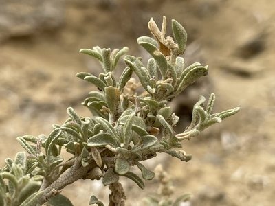 Atriplex corrugata, photographed by Bobby McCabe