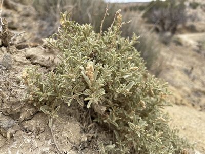 Atriplex corrugata, photographed by Bobby McCabe