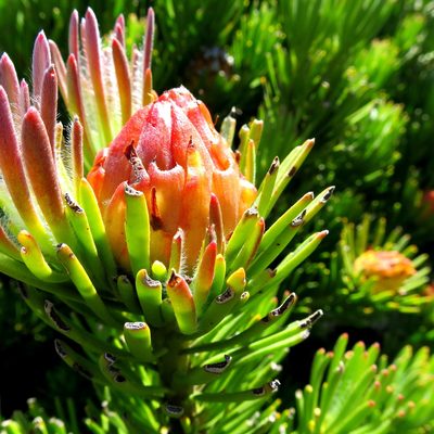 Leucadendron dregei, photographed by Di Turner
