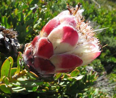 Protea venusta, photographed by Di Turner