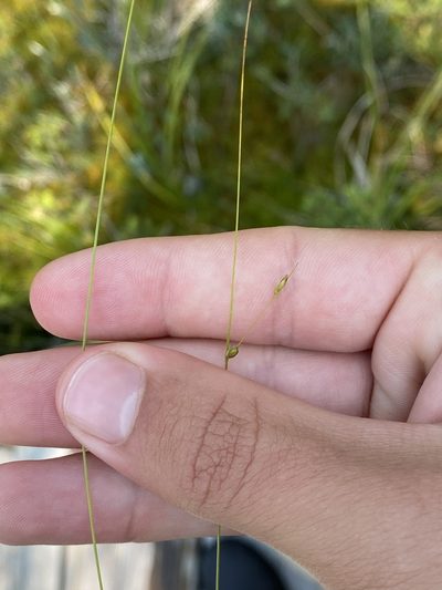 Carex billingsii, photographed by Henrique Pacheco
