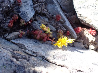 Sedum divergens, photographed by John Brew