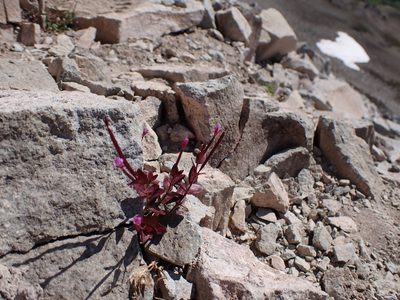 Epilobium minutum, photographed by John Brew