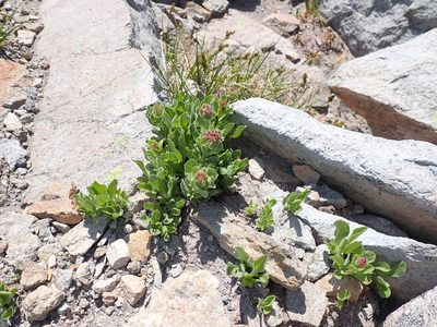 Rhodiola integrifolia, photographed by John Brew
