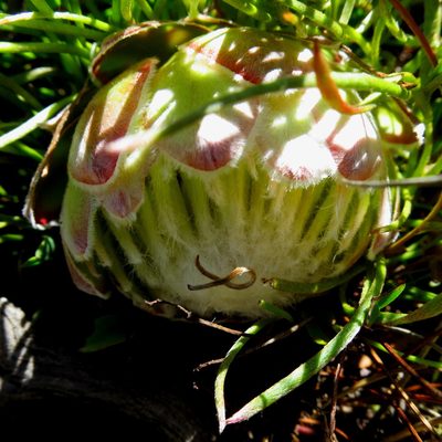 Protea montana, photographed by Di Turner